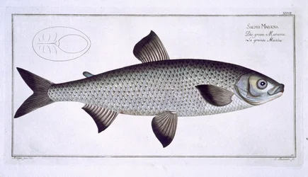 Salmón (Salmo Maraena) placa XXVII de 